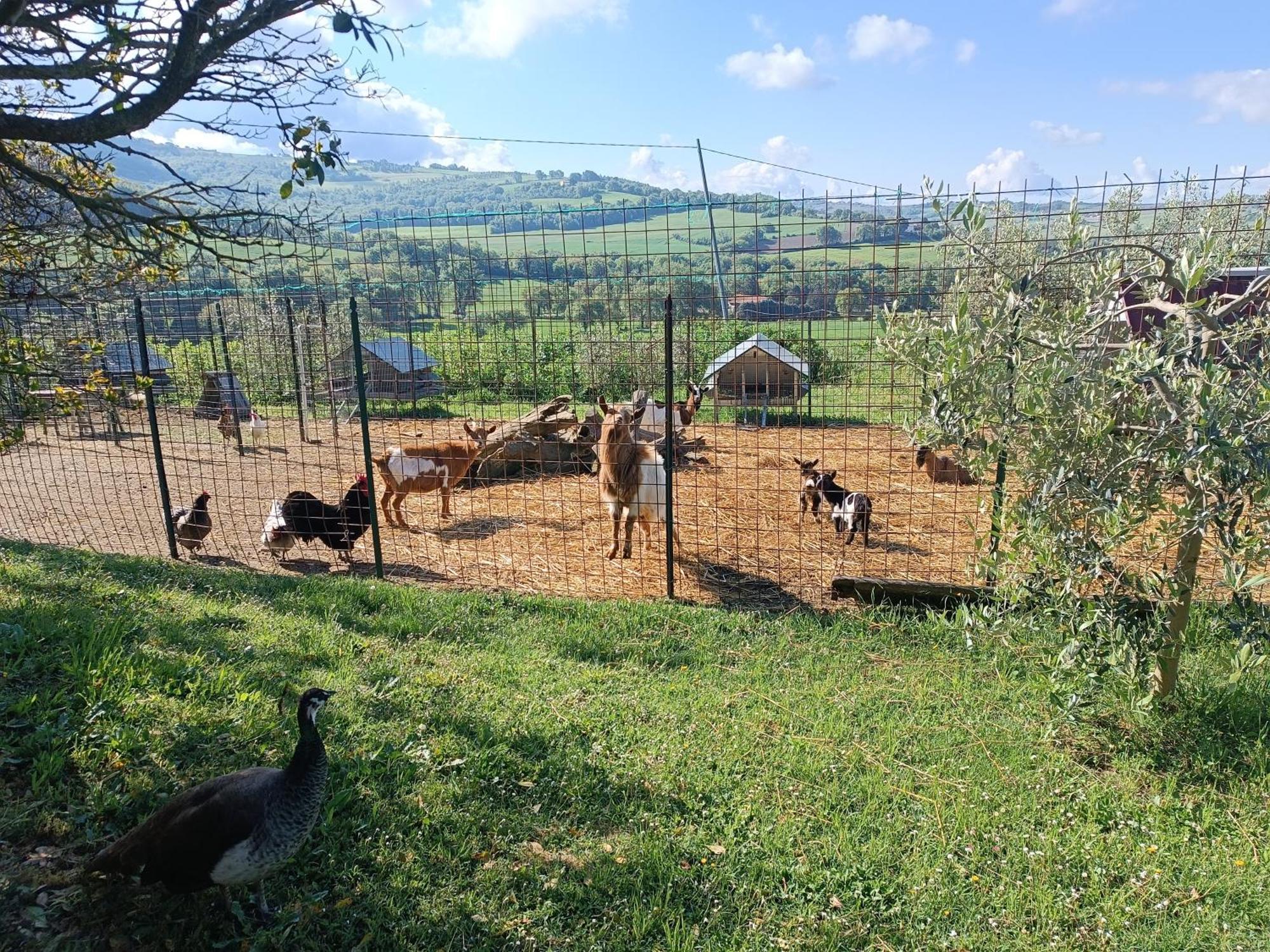 Villa La Piccola Fattoria Todi Esterno foto