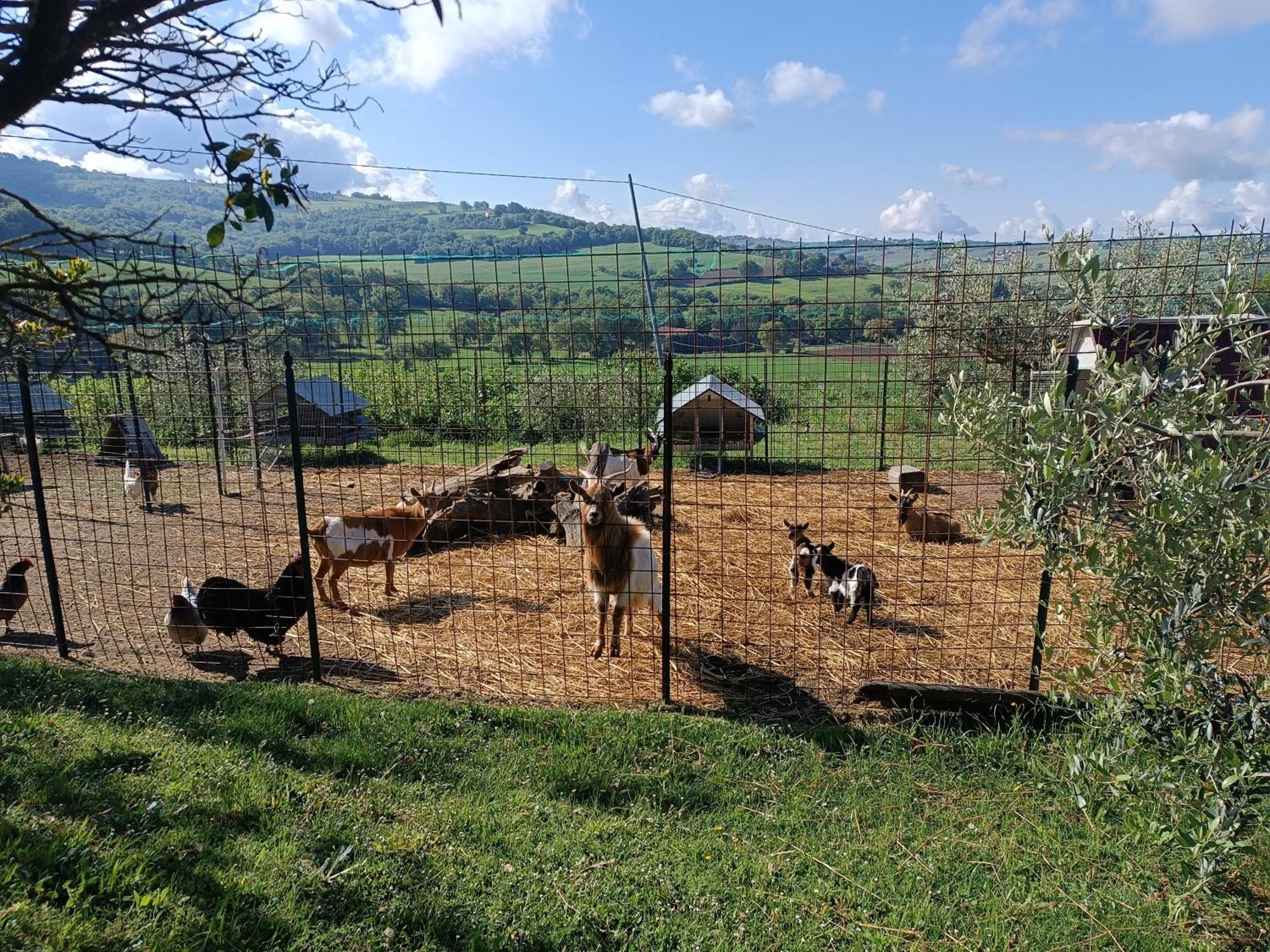 Villa La Piccola Fattoria Todi Esterno foto